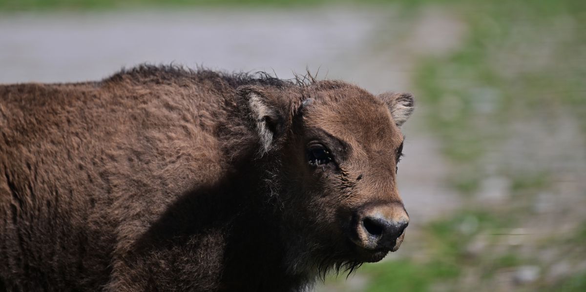 Wildpark Winterthur: Meet Wushu, the Youngest Wisent