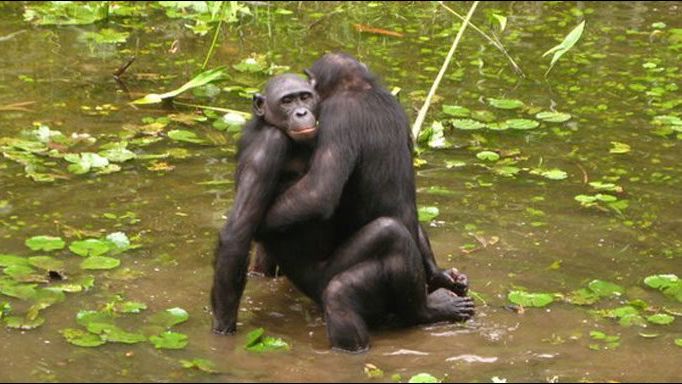 Sex Im Tierreich Bonobo Weibchen Machen Mannchen Mit Sex Gefugig 20 Minuten
