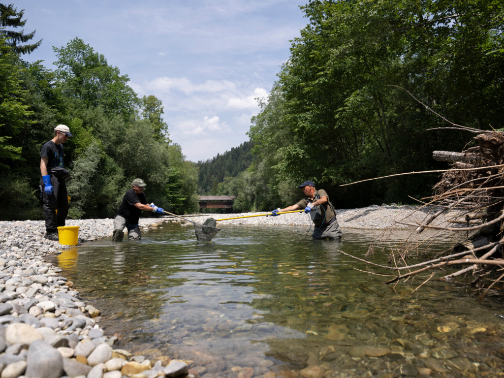 Austrocknende Bäche: Hitze bedroht Fische in Zürcher Gewässern