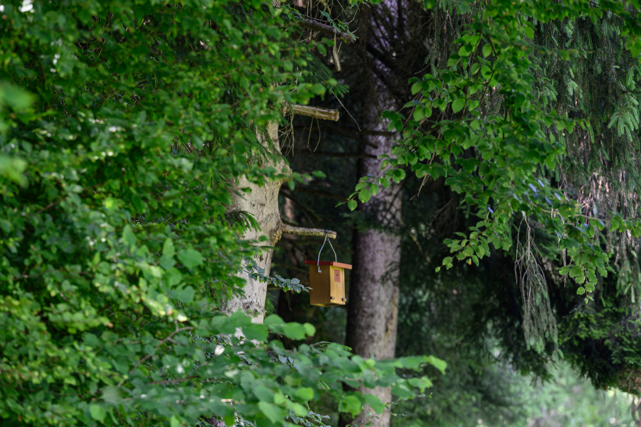 Ein Vogelhäuschen hängt an einem Baum im dicht bewachsenen Natur-Erlebnispfad FederFröhlich in Steffisburg.