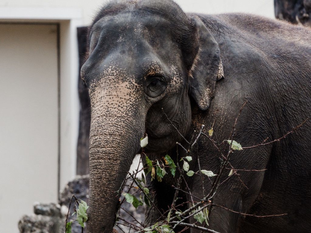 Wie Alt Werden Elefanten Im Zoo www.tagesanzeiger.ch