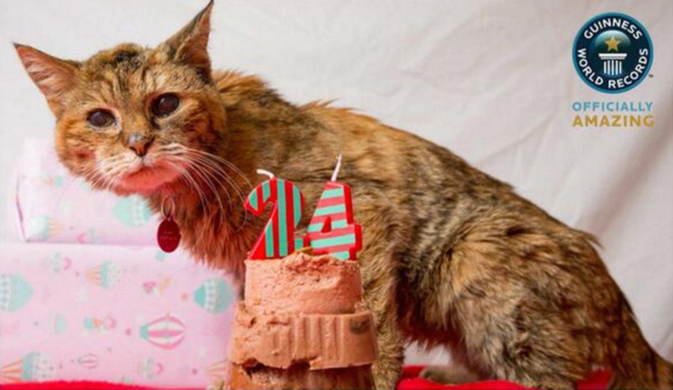 Record A 24 Ans Poppy Est Le Plus Vieux Chat Du Monde 24 Heures