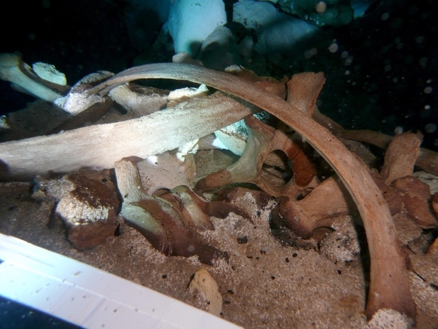 Les scientifiques de l'Institut national d'anthropologie et d'histoire (INAH) ont transmis ce cliché de ce qu'ils pensent être les ossements d'une espèce éteinte de paresseux.