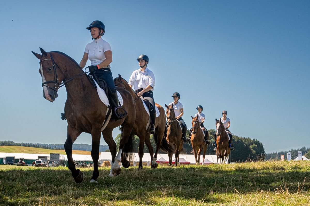«Chips», «Enzo» et compagnie font les beaux face aux acheteurs