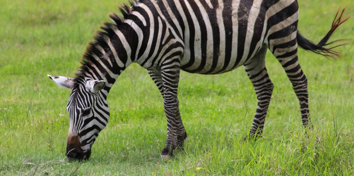 Safari aircraft with 30 occupants diverts to Kilimanjaro after zebra collision