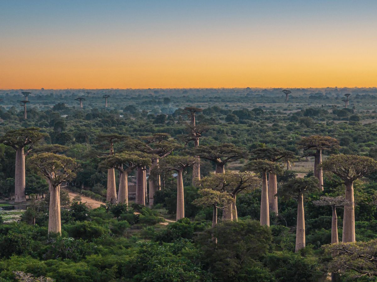 baobab-wie-der-affenbrotbaum-afrika-erobert-hat-tages-anzeiger