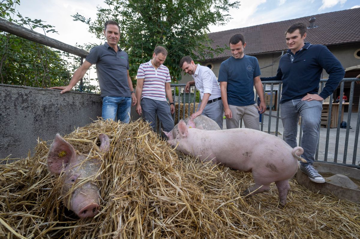 Lussery-Villars, le 04 cotobre 2023, Une tranche de porc 100% vaudoise gagne le prix d'excellence à un concours. Rencontre avec tous les acteurs de la filière chez Valentin Chappuis, éleveur et boucher. Ici, de g. à d..  Alain Chambaz (Dr en nutrition animale), Mathias Mauroux (éleveur-naisseur), Pascal Gerber (Suter Viandes), Frank Forestier (meunier), Valentin Chappuis (éleveur-engraisseur). ©Florian Cella/24H