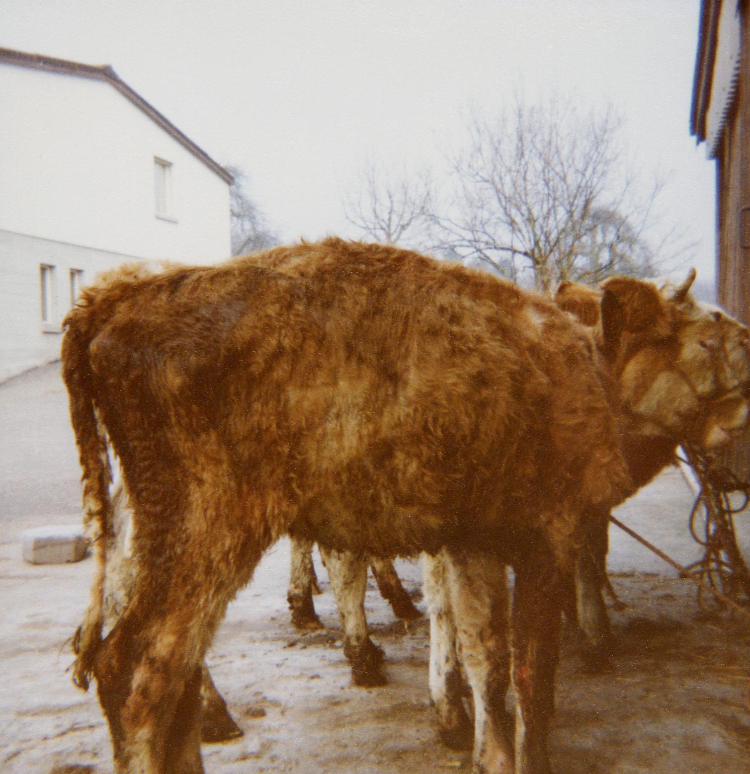 Am Ende muss der Landwirt den gesamten Bestand bis auf drei Tiere notschlachten.