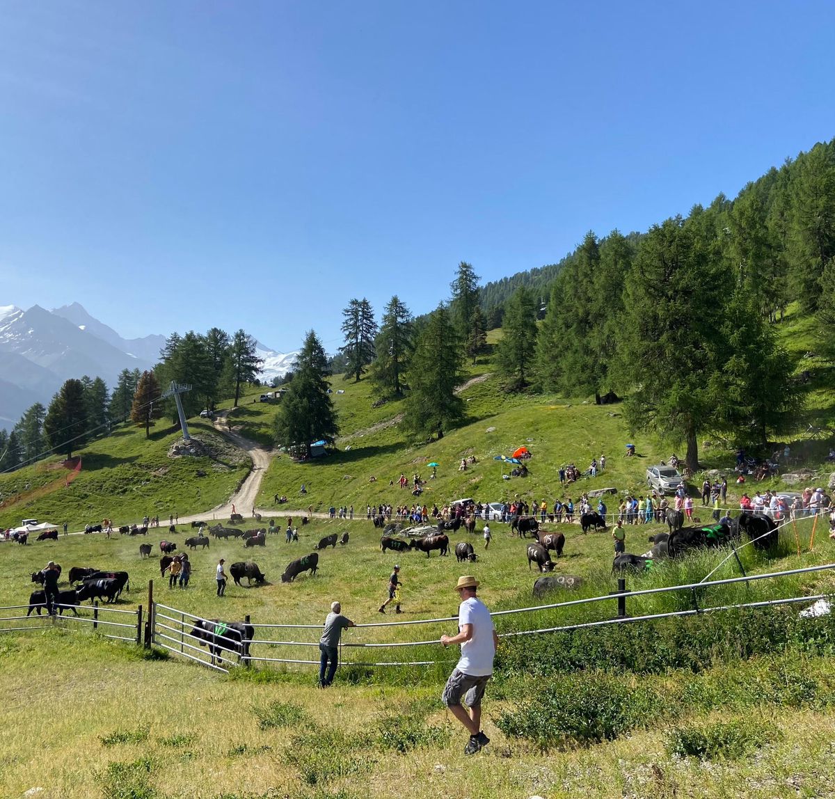 Valais: Des parrains et des marraines pour 105 vaches d’Hérens - Le Matin