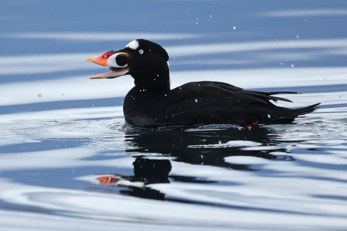 Un canard extraordinaire parade du côté de Cologny