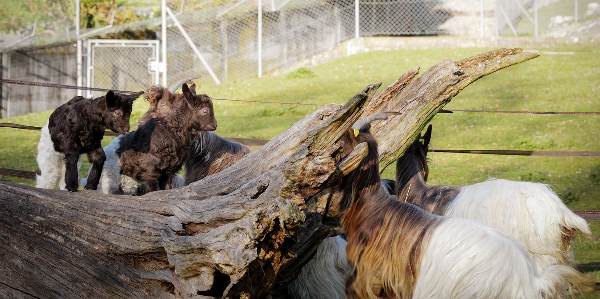 Gen&egrave;ve: des agneaux et cabris rares sont n&eacute;s au Jardin botanique