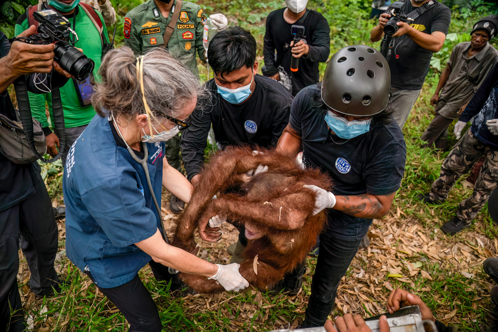 En vidéo: Des orangs-outans secourus au milieu des incendies à Bornéo