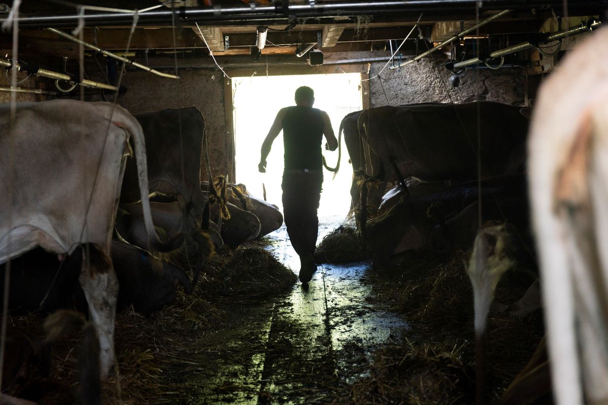 L'Etivaz, le 29 août 2024 . Alpage de la Molaire. Mathias Widmer, berger et fromager. Fabrication du gruyère au chalet avec l'aide de 3 jeunes (Jakob, QUentin et Lukas). (c/Odile Meylan 24heures).