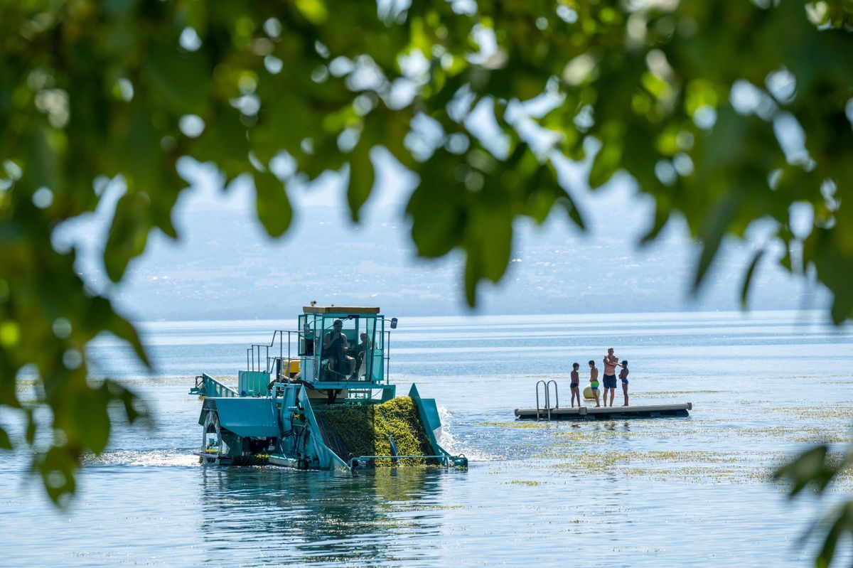 Ici, une faucardeuse qui sert à couper ces plantes aquatiques et autres algues indésirables.