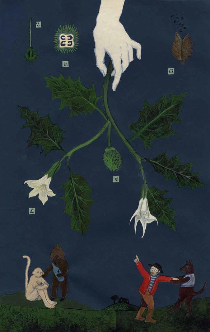 Porteuse d’alcaloïdes qui poussent aux hallucinations délirantes, idées fantastiques, gesticulations bizarres entre autres symptômes, la datura aime les friches et les rails ferroviaires.