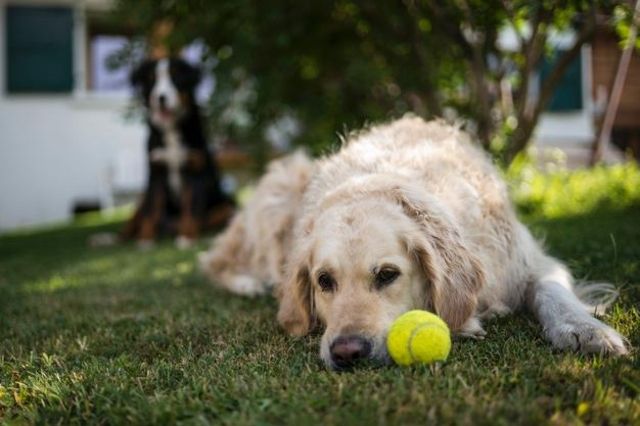 Les chiens-pépés auront aussi leur maison de retraite au Japon.