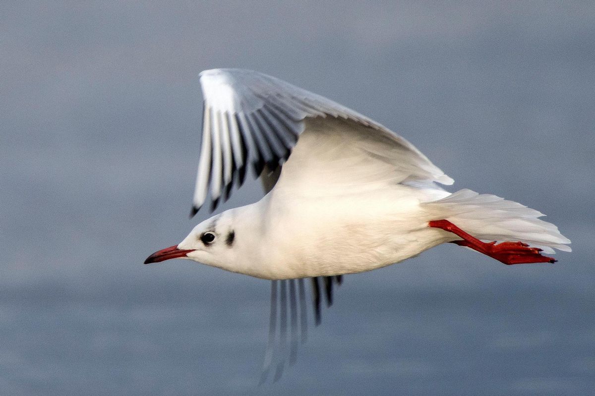 Le cri de la mouette | Tribune de Genève