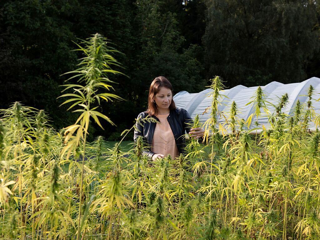 L’équipe d’Amandine André à la Haute école zurichoise des sciences appliquées (ZHAW) est parvenue à brasser une bière au chanvre qui ne se distingue en rien d’une bière blonde du commerce.