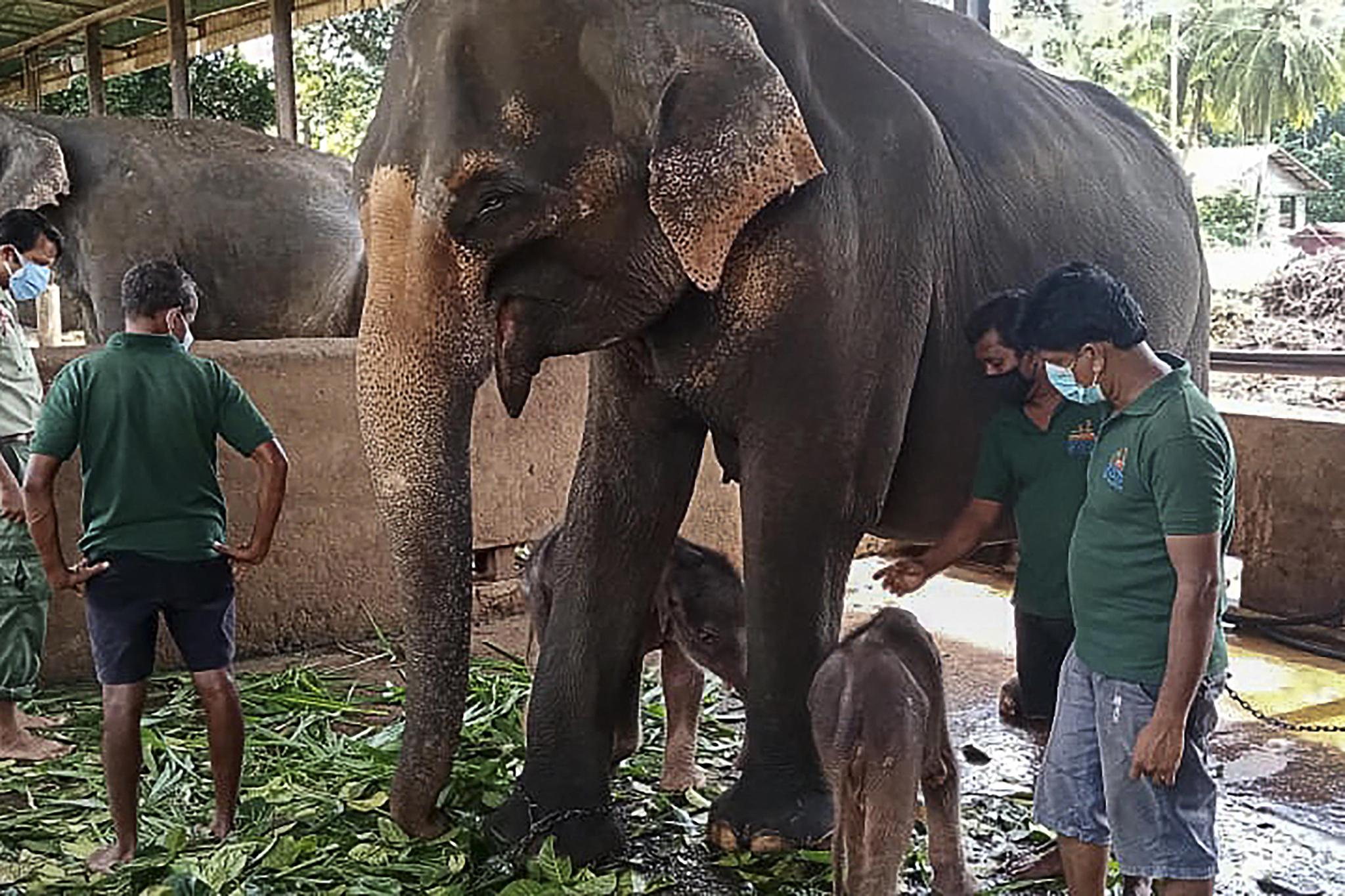 Sri Lanka - Des éléphants volés rendus à leurs ravisseurs