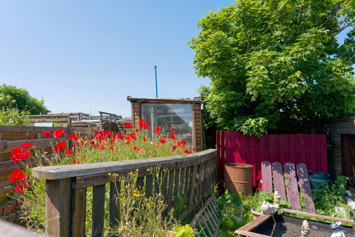 Jardin orné de coquelicots rouges, une clôture en bois et un grand arbre vert sous un ciel bleu clair.