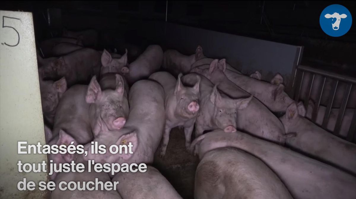 Un image tirée de la vidéo diffusée par l’association PEA et illustrant les conditions de vie des animaux dans certains porcheries vaudoises.
