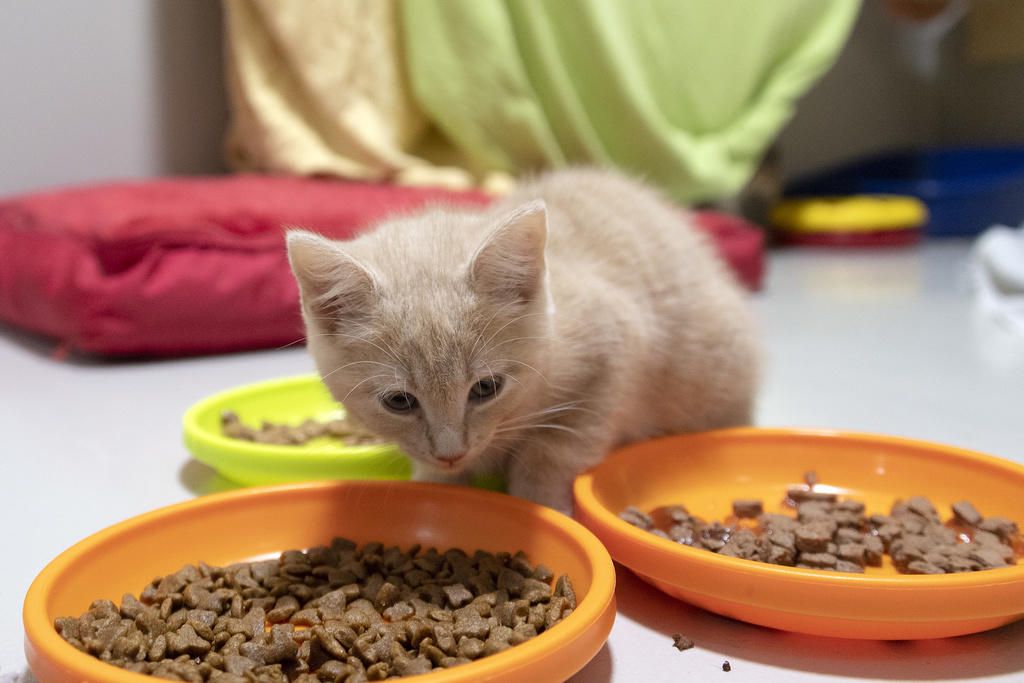 «Normalerweise würde ich mich über einen solchen Ansturm freuen», sagt Geisser. Jetzt jedoch wollten viele Tiere aus den falschen Gründen adoptieren.