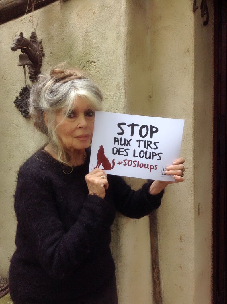 «Je ne comprends pas cette haine du loup»