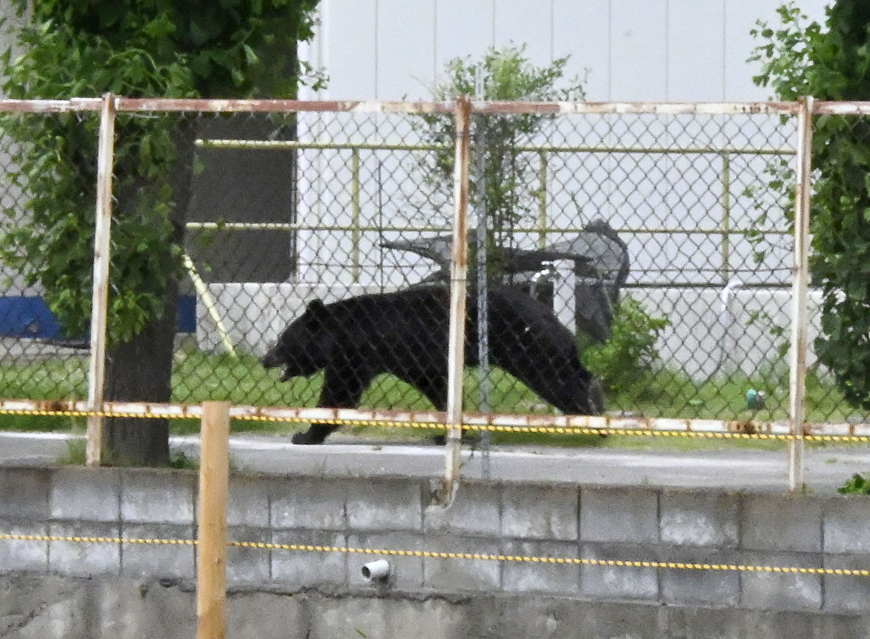 Tierangriff in Japan: Bär verletzte vier Menschen 