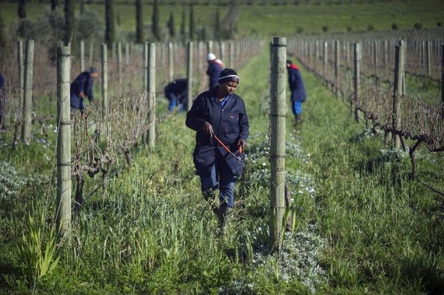 Le domaine DeMorgenzon (le soleil du matin) est situé dans un amphithéâtre de collines, si bien que les bienfaits de Bach et Mozart sont diffusés à travers les 55 hectares du domaine.