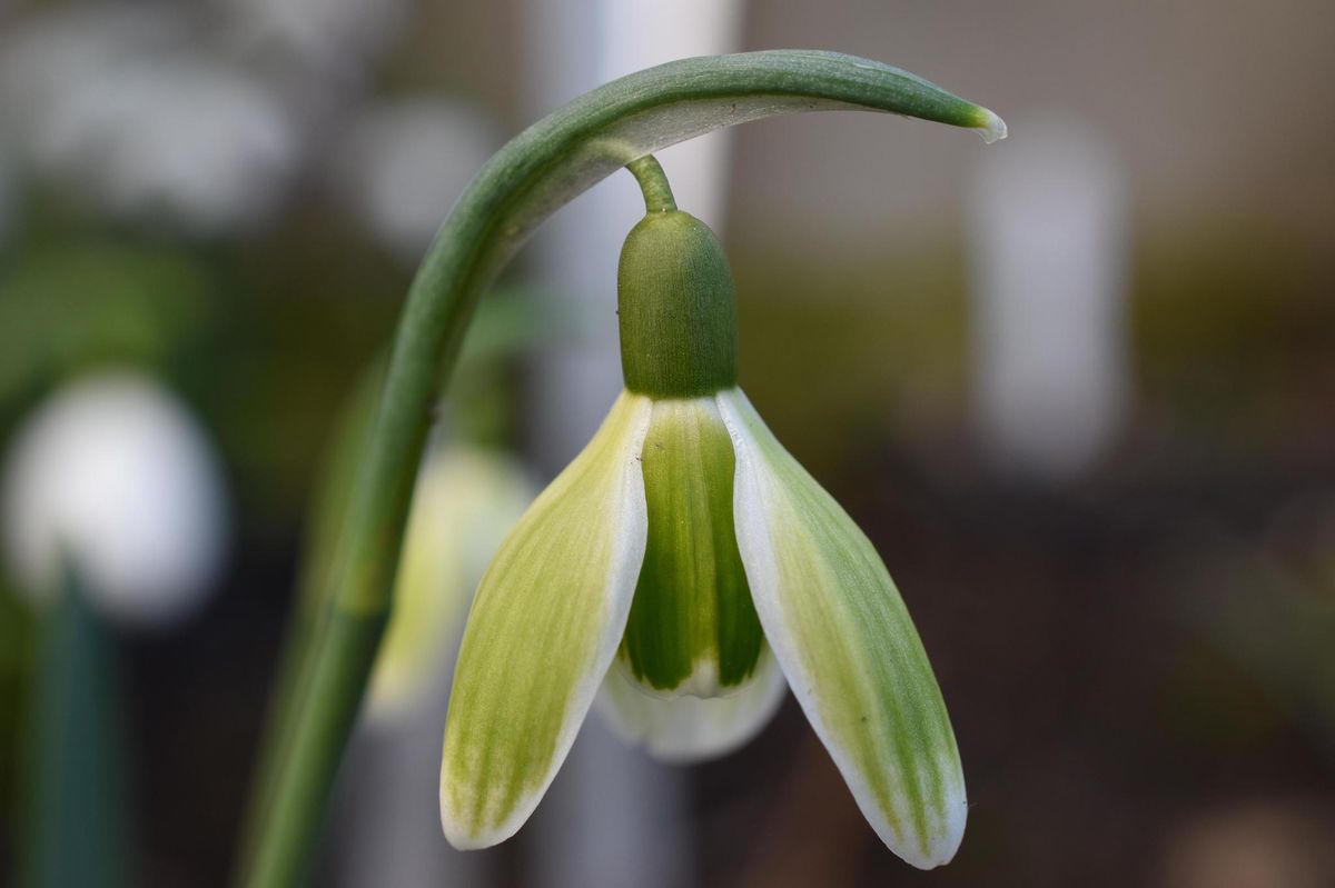 Schneeglöckchen im Trend Grosse Liebe für eine kleine Blume Der Bund