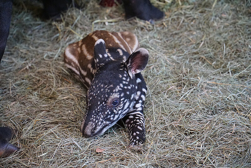 Felltier mit Jö-Effekt: Kleine Sensation im Zoo: Seltenes Tapir-Baby erblickt Licht der Welt