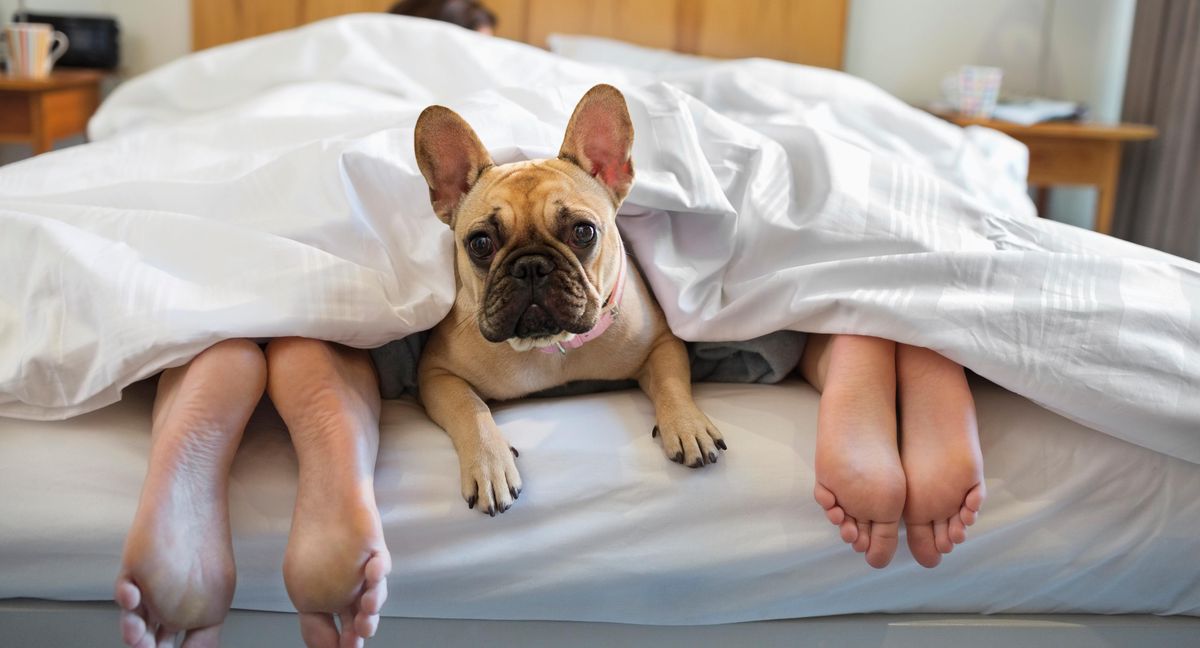 Tiere in der Partnerschaft: Der Feind in meinem Bett | Tages-Anzeiger