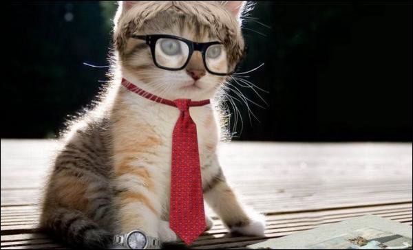 Si votre chat commence à se prendre pour le chef, peut-être faudra-t-il alors le recadrer... (photo: dr) Si votre chat commence à se prendre pour le chef, peut-être faudra-t-il alors le recadrer... (photo: dr)