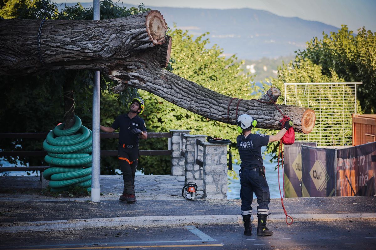 Bellevue, le 8 juillet 2022.Un peuplier tremble s'est effondré sur la route de Lausanne vers 17h, interrompant la circulation sur cet axe dans les deux sens. Le SIS est intervenu avec sa grue pour dégager le tronc et les branches de la chaussée.