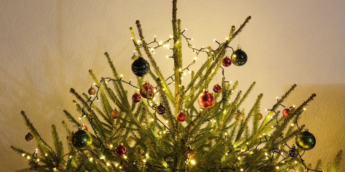 Weihnachtsbaum: Die fragwürdige Ökobilanz der Tanne