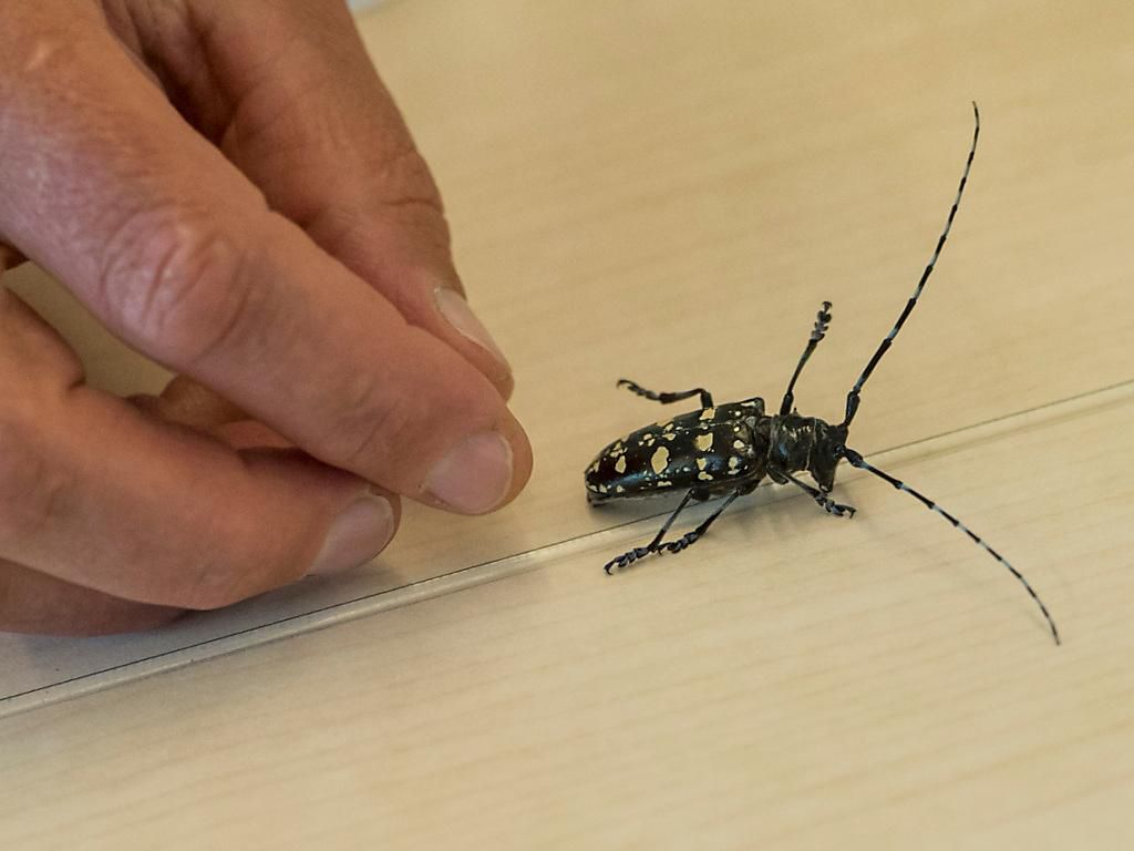 Le foyer de Zell est l’un des plus grands de Suisse. (Photo d’illustration)