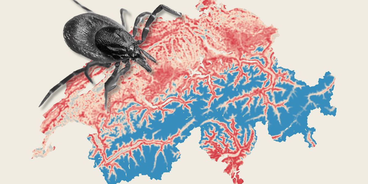 Overview of bloodsuckers: New tick species and pathogens are spreading: ...