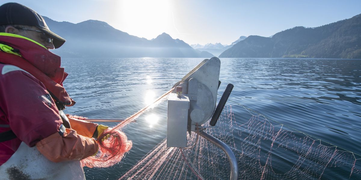 Der Berufsfischer Nils Hofer aus Meggen faengt auf dem Vierwaldstaettersee Fische mit seinem Fischernetz, am Montag, 11. April 2022, beim Buergenstock. Die Fische sind primaer fuer die Fischmaerkte in und um die Stadt Luzern bestimmt. (KEYSTONE/Urs Flueeler)