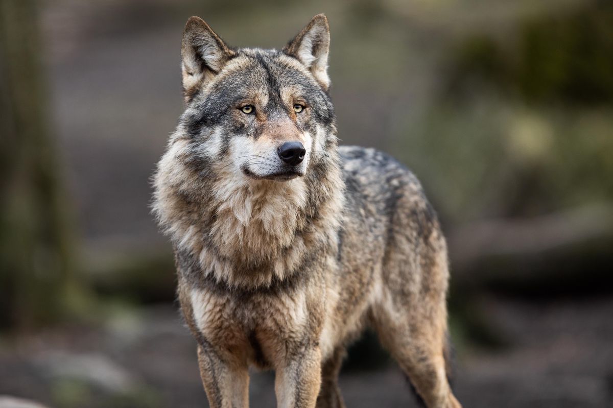Les analyses ADN de l’attaque de février à Avenches ont permis d’identifier un nouveau loup, M341, dans la région intercantonale.