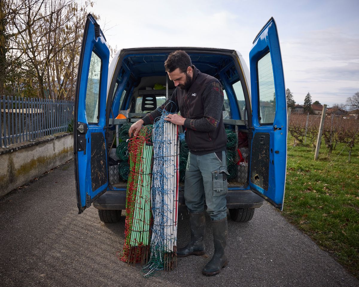 Meinier, le 26 janvier 2024. Mathieu Meylan, éleveur, utilise de nouveaux filets de protection anti-loup. Ses troupeaux de brebis ne sont pas loin de la frontière avec la Haute-Savoie et l’hivers, des loups commencent a être aperçu dans la région. Ici avec un ancien filet (a g.) et un nouveau, plus haut (a d.)   Photo Yvain Genevay / Le Matin Dimanche