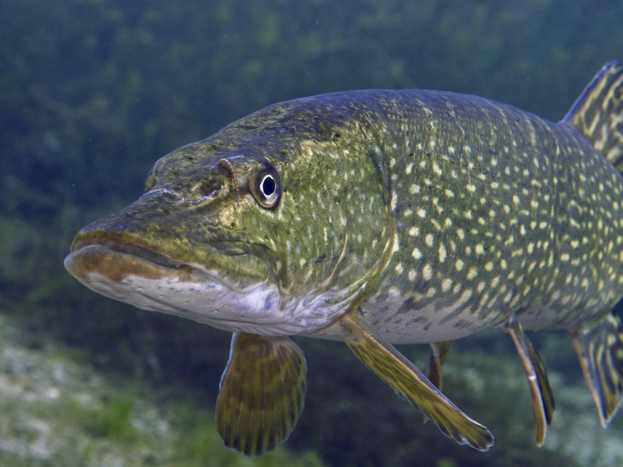 Baignade dans le Doubs: Un grand poisson mord une enfant au pied et lui inflige vingt points de suture