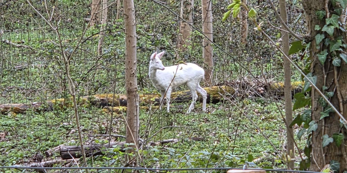 White deer in Basel: Game warden warns of a run on albino deer