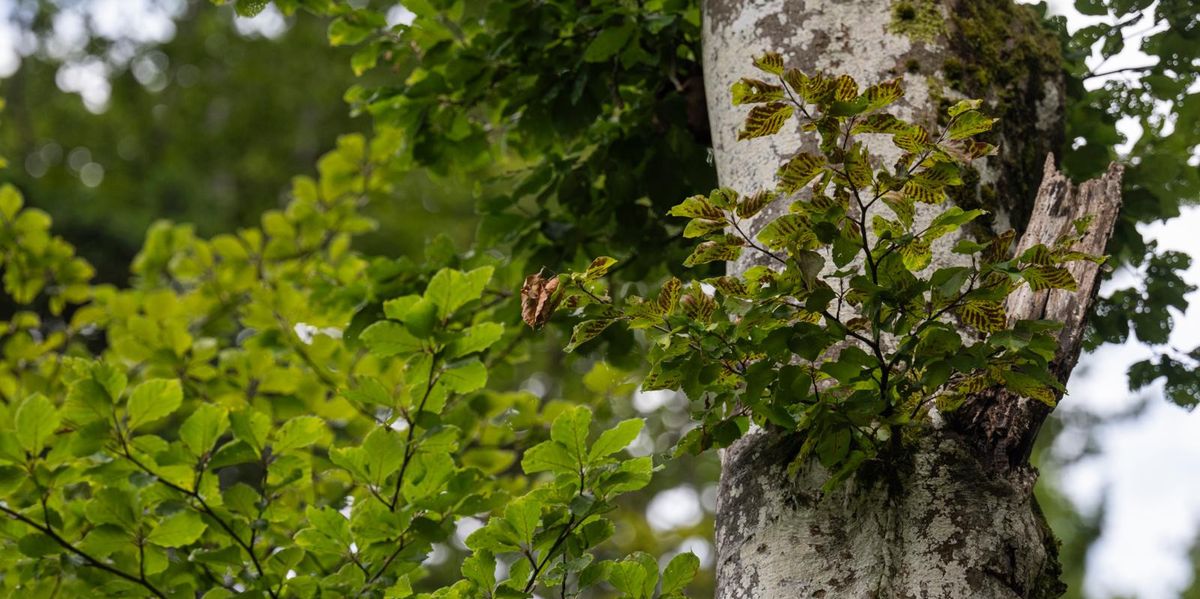 Eine Buche, die trotz des vielen Regens schon Mitte Juli dürre Blätter trägt.
