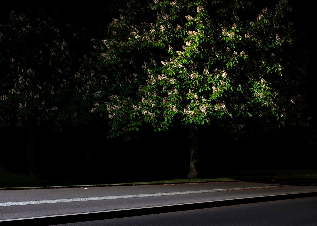 Une artiste capte par l’image la disparition de la nuit