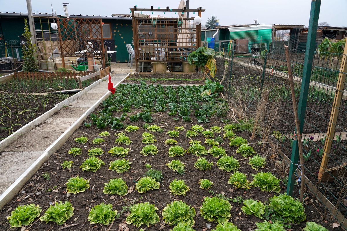 Les jardins familiaux du chemin de Champ-Dollon, sur la commune de Puplinge, sont situés en zone agricole, où toute construction «en dur» est interdite.
