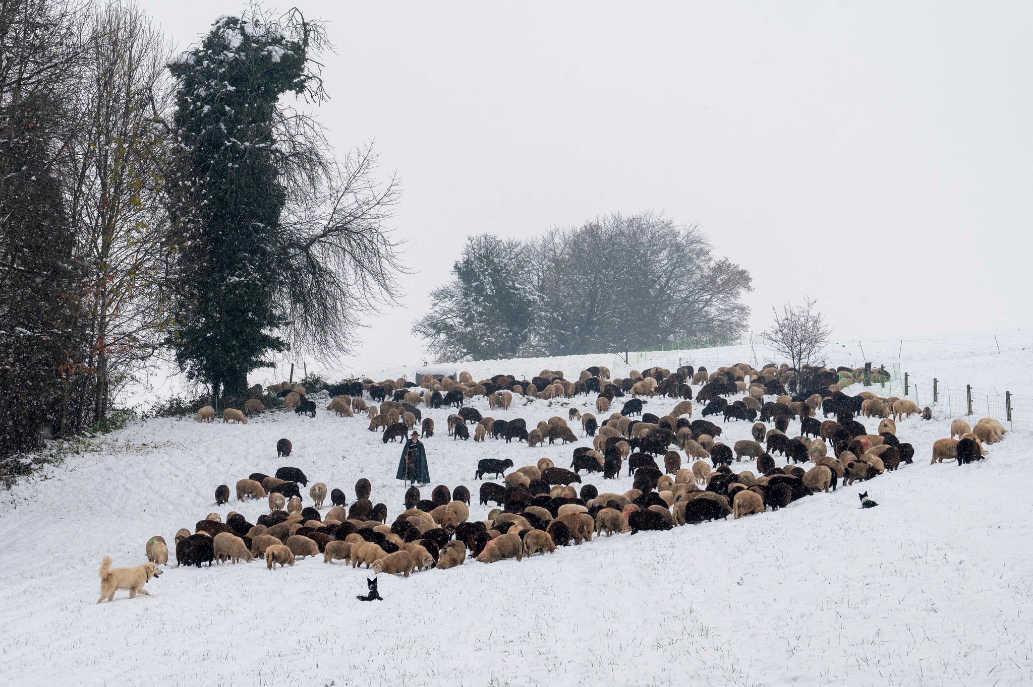 photographie pastoralisme à Chichilianne : la bergère et ses moutons