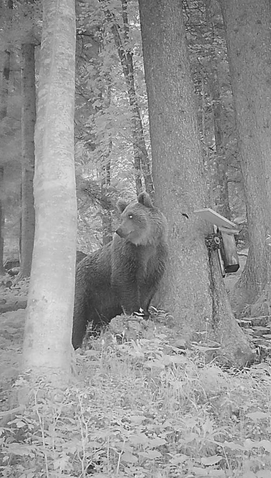 Sichtung im Westen Österreichs: Junger Braunbär st
