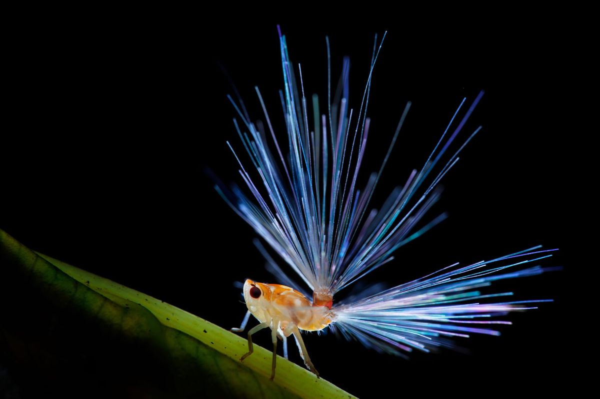 L'une des uniques photos existantes des Membracidae