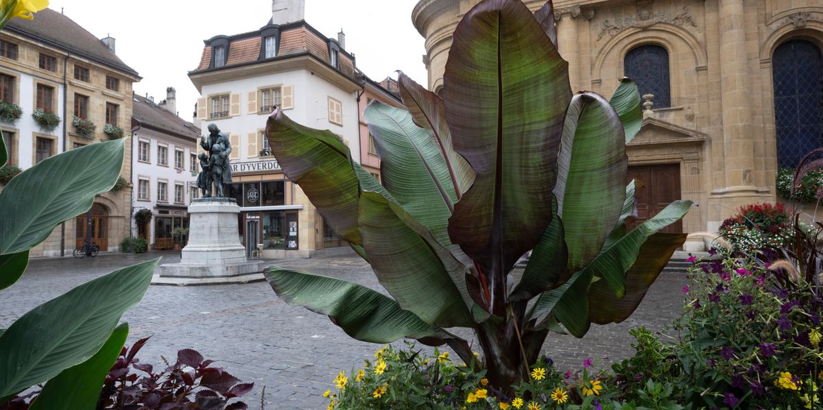 Des bananiers et des fleurs colorées plantés sur la place Pestalozzi à Yverdon, avec des bâtiments historiques en arrière-plan. ©Florian Cella/24H