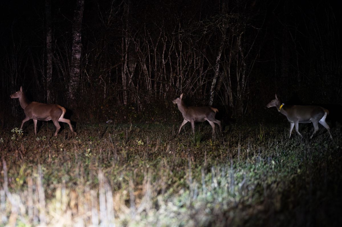 Trois cerfs illuminés par des phares de voiture dans une forêt la nuit lors du comptage des Cerfs avec les gardes faunes genevois le lundi 11 décembre 2023 dans le canton de Genève.